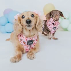 Dog Adjustable Harness - Sweet Treats -Furfinity Cheap Shop 01.02 Valentine sFeed 17 5c7dbadc 3a21 4343 8b67 396b9c515c8b