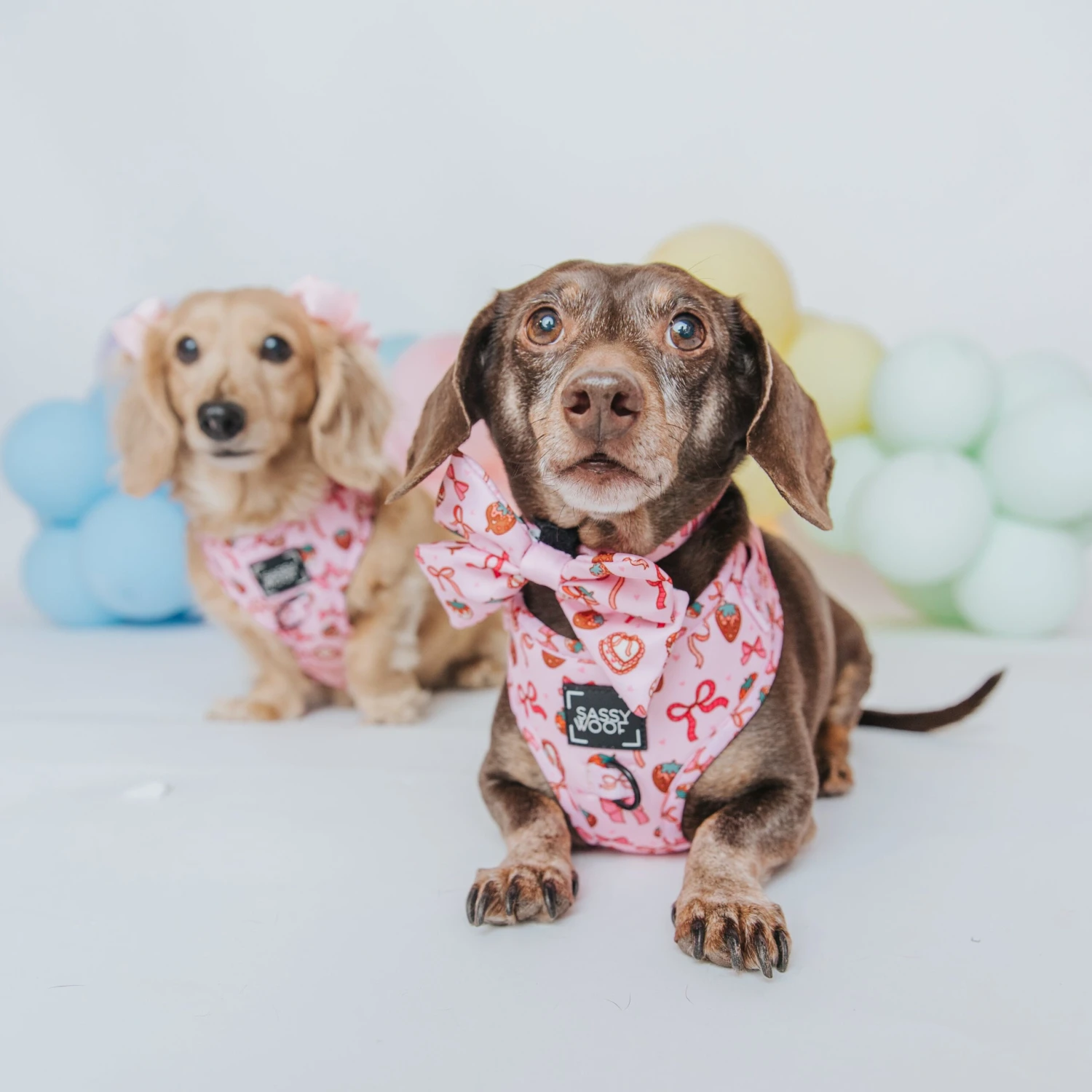 Dog Collar - Sweet Treats 10 Dog Collar - Sweet Treats - Image 8