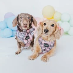 Dog Two Piece Bundle - Pawberry -Furfinity Cheap Shop 01.02 Valentine sFeed 6 a62134fa e16a 4616 99ea 37ce529be106