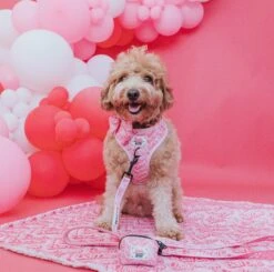 Dog Two Piece Bundle - BARBIE™ Malibu -Furfinity Cheap Shop 07.27.23 BARBIE MALIBU MODEL 7