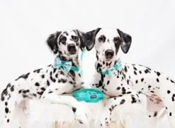 Dog Leash - Wag Your Teal -Furfinity Cheap Shop 1 2