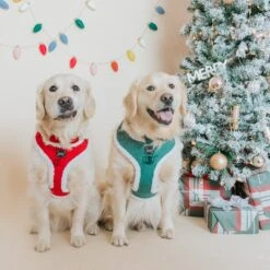 Dog Two Piece Bundle - Naughty -Furfinity Cheap Shop 10.27.24 FeedPostLily Boba 4