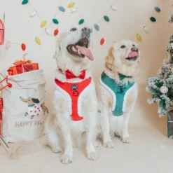 Dog Two Piece Bundle - Nice -Furfinity Cheap Shop 10.27.24 FeedPostLily Boba 5