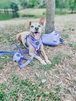 Aurora Woof Pack (Bag Only) -Furfinity Cheap Shop 20230413 133033