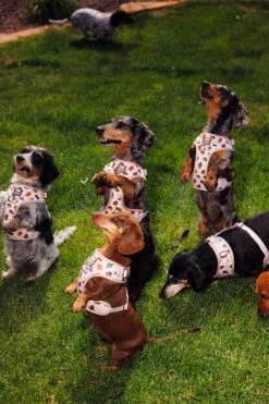 Dog Adjustable Harness - Weens Club -Furfinity Cheap Shop 20250505 TheWeensSassyWoof LFDC 3147