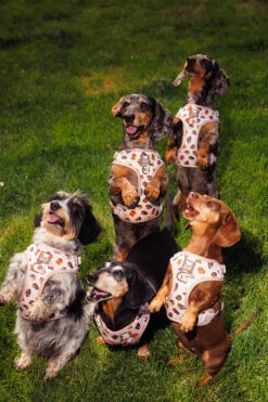 Dog Four Piece Bundle - Weens Club -Furfinity Cheap Shop 20250505 TheWeensSassyWoof LFDC 3148