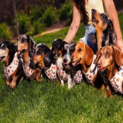 Dog Adjustable Harness - Weens Club -Furfinity Cheap Shop 20250505 TheWeensSassyWoof LFDC 3177