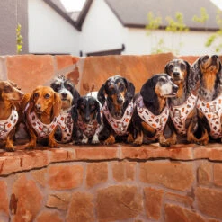 Dog Two Piece Bundle - Weens Club -Furfinity Cheap Shop 20250505 TheWeensSassyWoof LFDC 3212 65e1060a 3216 4e6a b849 ab50380e52cb