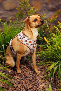 Dog Adjustable Harness - Weens Club -Furfinity Cheap Shop 20250505 TheWeensSassyWoof LFDC 3296 5c644a87 2e35 4c16 af8f 47a1c2c1a4ce