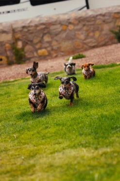 Dog Four Piece Bundle - Weens Club -Furfinity Cheap Shop 20250505 TheWeensSassyWoof LFDC 3398