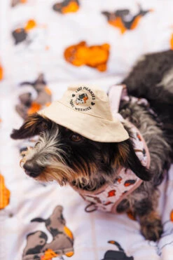 Dog Picnic Mat - Weens Club -Furfinity Cheap Shop 20250505 TheWeensSassyWoof LFDC 3593 70d17d8b cae9 43eb 80a3 d1ebb98496d5