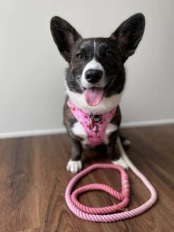 Dog Rope Leash - Rosie -Furfinity Cheap Shop 218448 6544460972087 7cdd2f10 13ee 4b57 a41f f4c3d4a2d009