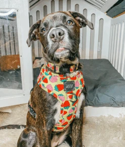 Dog Adjustable Harness - Strawberry Fields Furever -Furfinity Cheap Shop 218448 6658012086327 7d87f0ce d66b 43cb a2f7 2b287f307abb