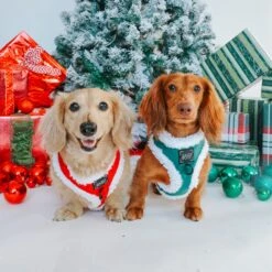 Dog Two Piece Bundle - Naughty -Furfinity Cheap Shop 4N4A1394