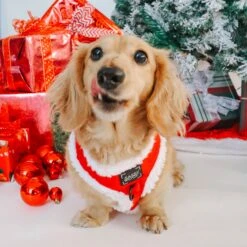 Dog Two Piece Bundle - Naughty -Furfinity Cheap Shop 4N4A1464