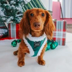 Dog Two Piece Bundle - Nice -Furfinity Cheap Shop 4N4A1477