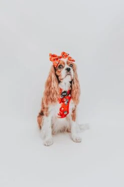 Dog Sailor Bow - Disney Holiday Collection -Furfinity Cheap Shop 7F0A5436 4897bfc3 01f7 47e7 bff4 3d3a0635f493