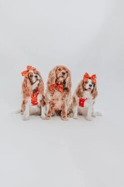 Dog Sailor Bow - Disney Holiday Collection -Furfinity Cheap Shop 7F0A5653