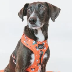 Dog Two Piece Bundle -Disney Holiday Collection -Furfinity Cheap Shop 7F0A6317 2 a9e10499 3af4 4219 a92d 412832e1cbba