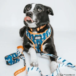 Dog Three Piece Bundle - STAR WARS™ Ahsoka -Furfinity Cheap Shop AHSOKA SizeMedium 3 c411e26c 38e1 49b6 9bc6 4830906a5995