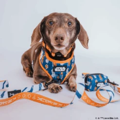 Dog Three Piece Bundle - STAR WARS™ Ahsoka -Furfinity Cheap Shop AHSOKA SizeXSmall 1 6ad7de58 c229 41d6 ac49 b6503bf6f3aa