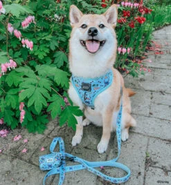 Dog Four Piece Bundle - Disney's Stitch 29 Dog Four Piece Bundle - Disney's Stitch -Furfinity Cheap Shop AKIKOSHIBA21 5