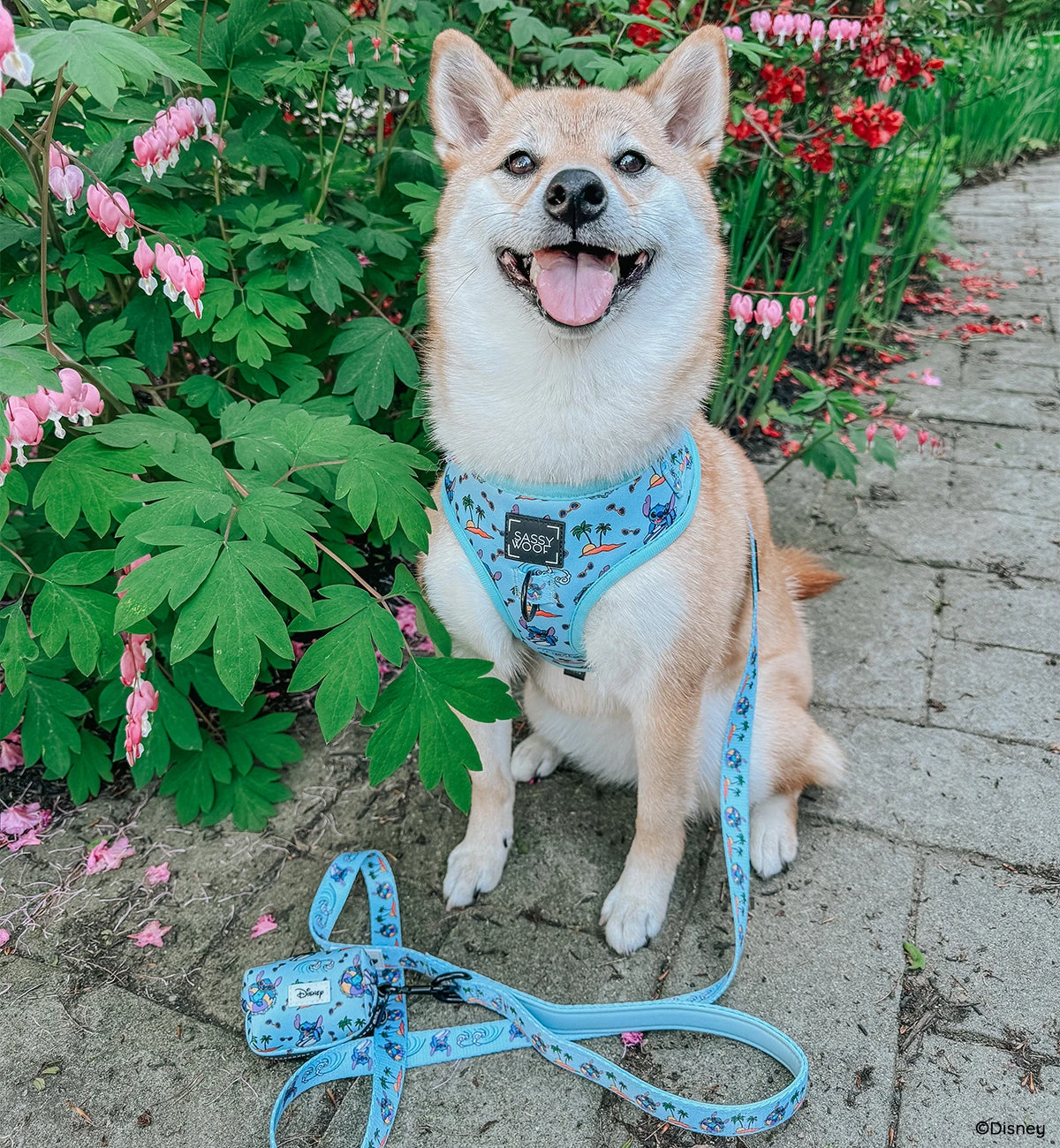 Dog Four Piece Bundle - Disney's Stitch 12 Dog Four Piece Bundle - Disney's Stitch - Image 10