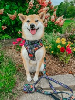 Collar Three Piece Bundle - Neon Frights -Furfinity Cheap Shop AKIKOSHIBA21 2 7ce8b7ff 3c90 452e a050 fc1bdaaed1ed