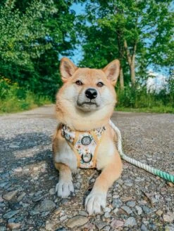 Dog Four Piece Bundle - Sunflower Dreams -Furfinity Cheap Shop AKIKOSHIBA21 2 8c314514 c845 450a 9329 17ed2cbc8e17