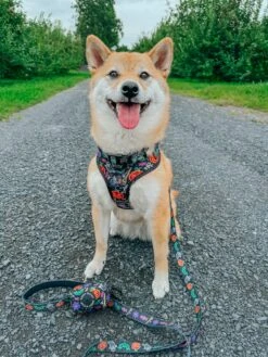 Dog Two Piece Bundle - Neon Frights -Furfinity Cheap Shop AKIKOSHIBA21 4 f6b1d57d ade2 4a80 8c33 06b00c15ceaa