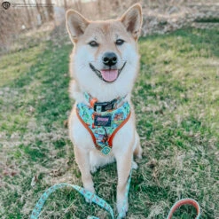 Dog Four Piece Bundle - Scooby-Doo™ -Furfinity Cheap Shop AKIKOSHIBA21 761f0f47 cd17 42e4 8edd c56f645e1214