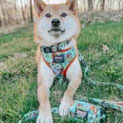 Dog Four Piece Bundle - Scooby-Doo™ -Furfinity Cheap Shop AKIKOSHIBA21 aa99cf75 3a14 47a2 a038 0eaf4aab181e