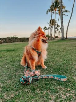 Dog Collar - Pawfect Poms -Furfinity Cheap Shop ALOHA RUBYTHEPOM 1 7a6941f1 4334 441e b481 23c4b6ec7463