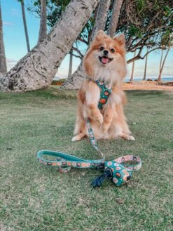 Dog Four Piece Bundle - Pawfect Poms -Furfinity Cheap Shop ALOHA RUBYTHEPOM 2