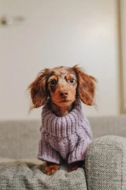 Dog Cable Knit Sweater - Lavender -Furfinity Cheap Shop AMB23CKS LILDOXIEBLESSING 1