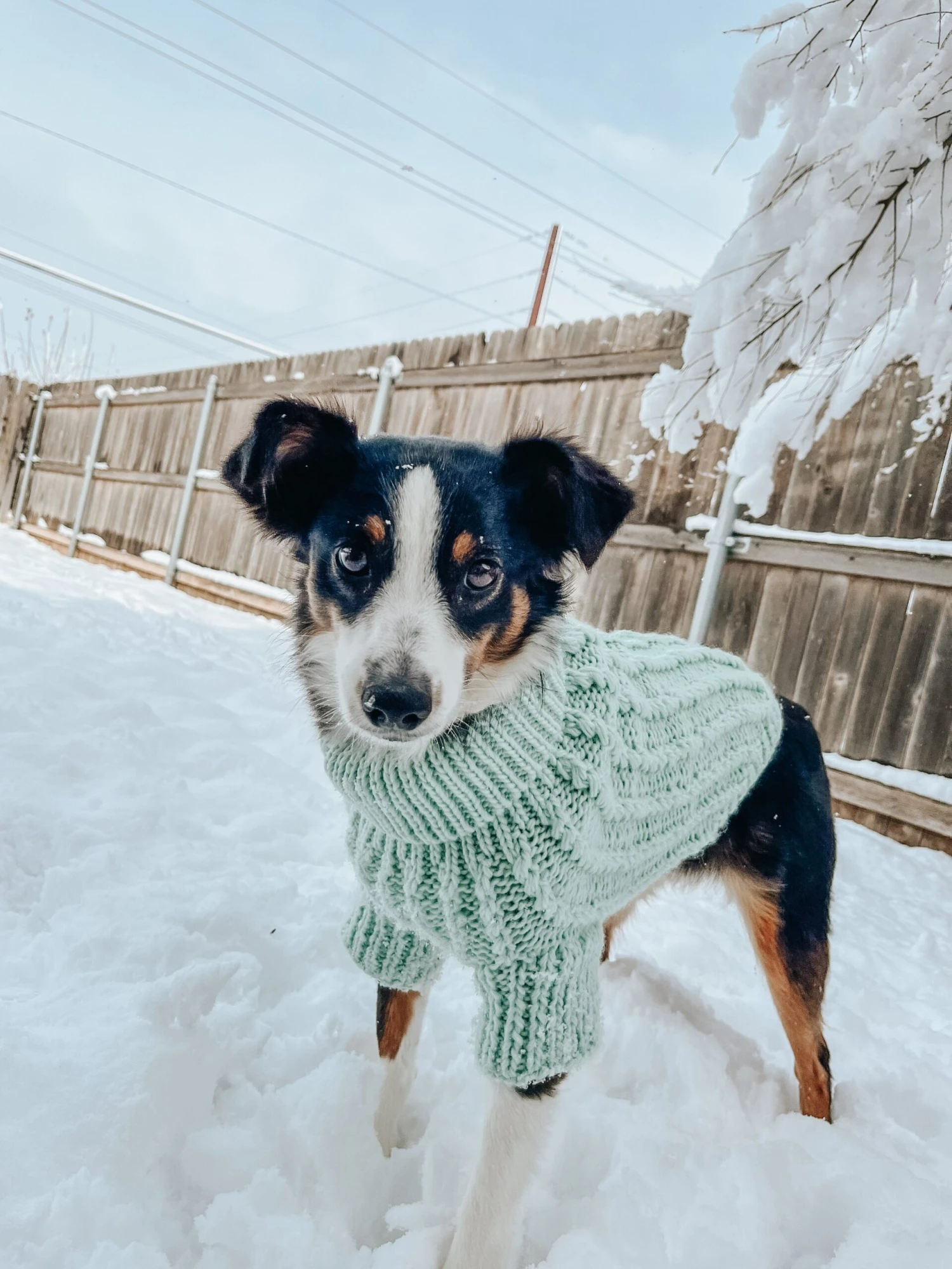 Dog Cable Knit Sweater - Mint 7 Dog Cable Knit Sweater - Mint - Image 5