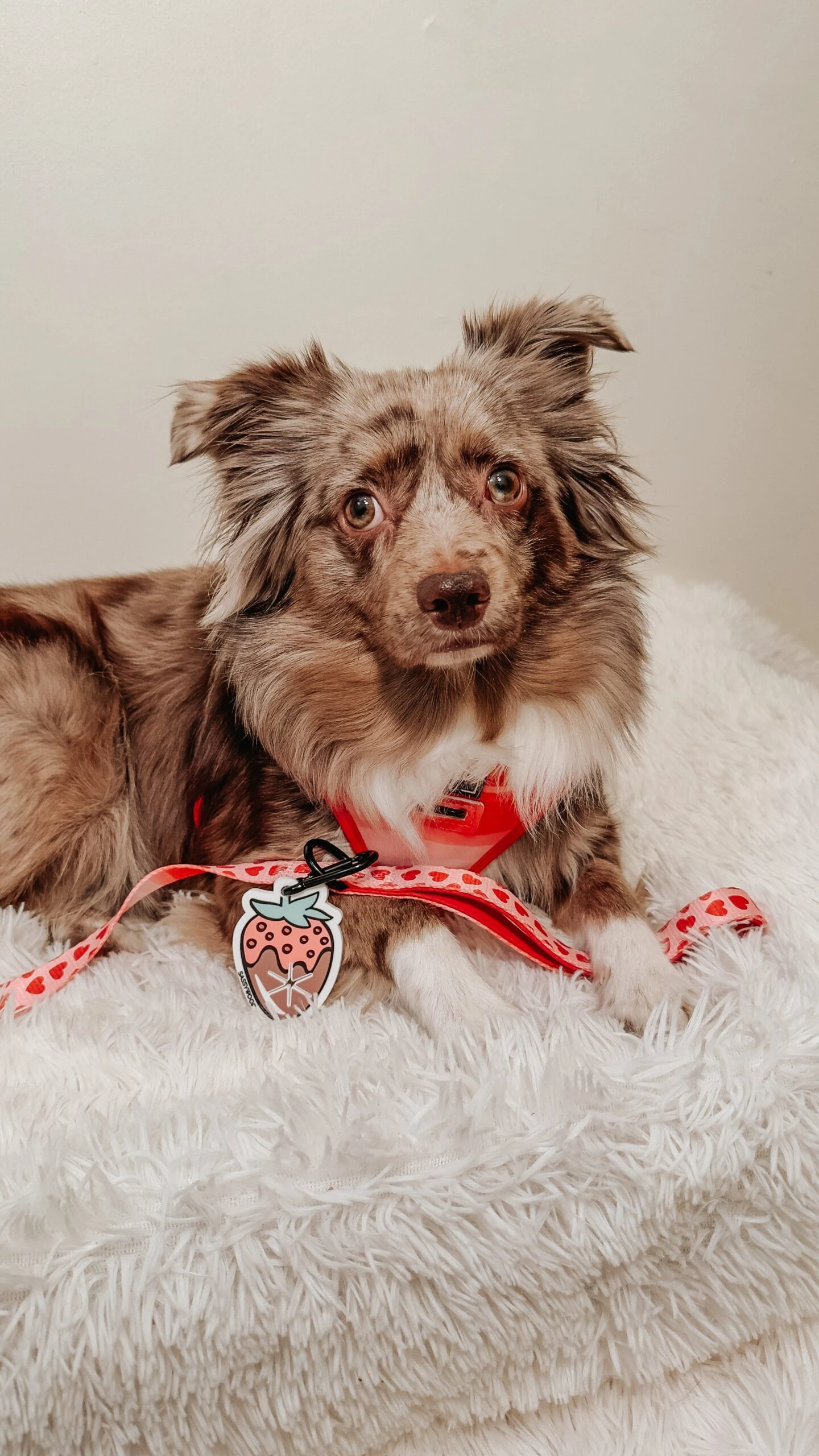 Potty Pal - Chocolate Strawberry 21 Potty Pal - Chocolate Strawberry - Image 19