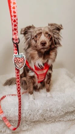 Potty Pal - Chocolate Strawberry 29 Potty Pal - Chocolate Strawberry -Furfinity Cheap Shop AMB23PP LOVEMAYALIFE 06