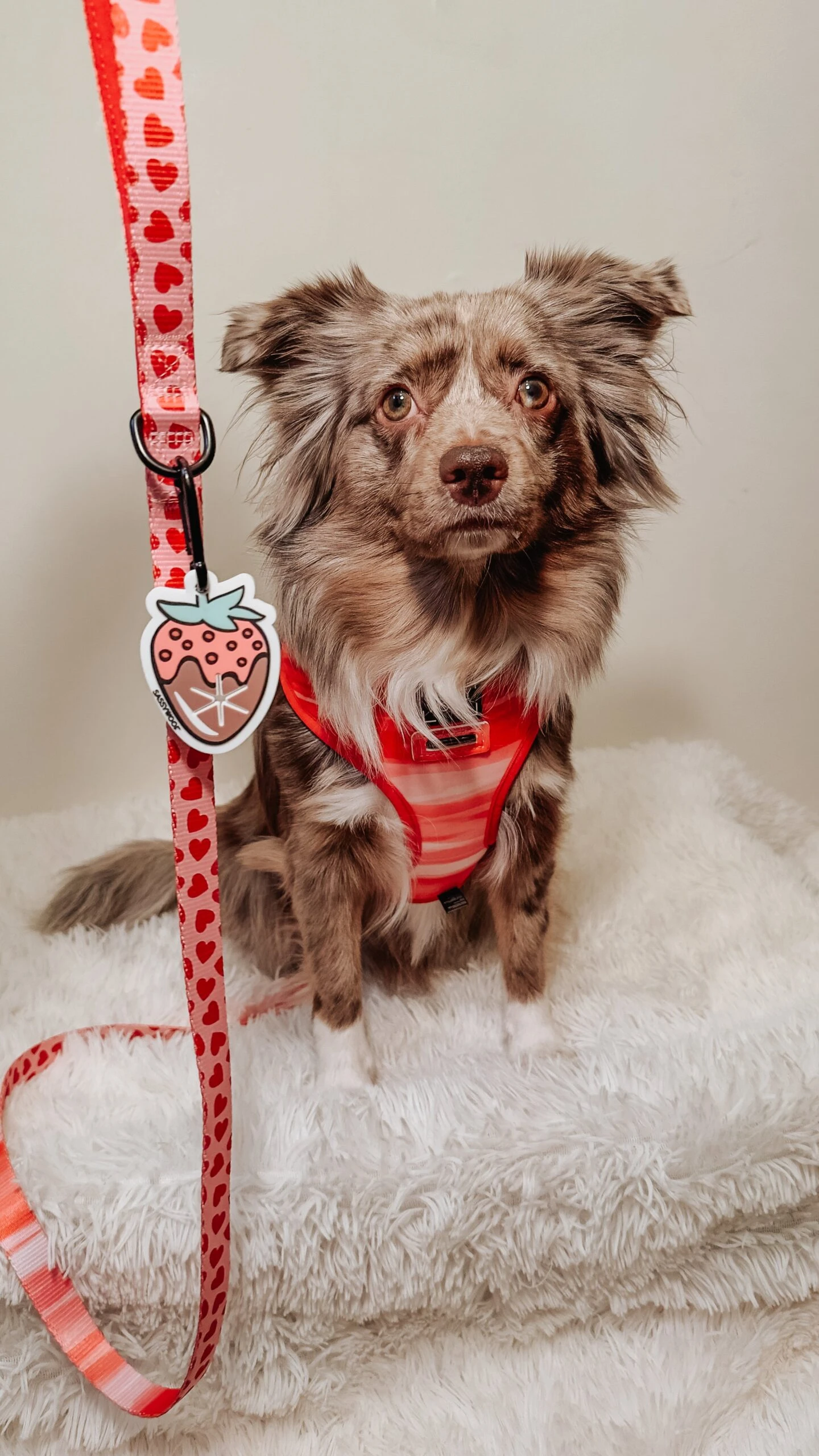 Potty Pal - Chocolate Strawberry 11 Potty Pal - Chocolate Strawberry - Image 9