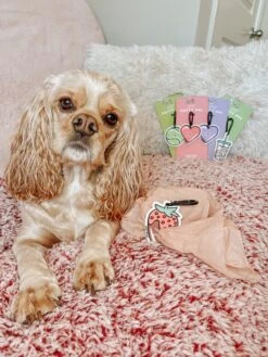 Potty Pal - Chocolate Strawberry 30 Potty Pal - Chocolate Strawberry -Furfinity Cheap Shop AMB23PP PAISLEY RAE THECOCKER