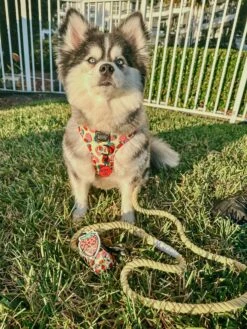 Potty Pal - Chocolate Strawberry 27 Potty Pal - Chocolate Strawberry -Furfinity Cheap Shop AMB23PP SKY THEPOMS 3