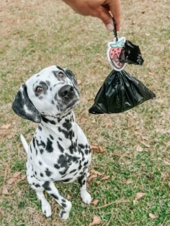 Potty Pal - Chocolate Strawberry 24 Potty Pal - Chocolate Strawberry -Furfinity Cheap Shop AMB23PP THE.HERO .DOGS 02