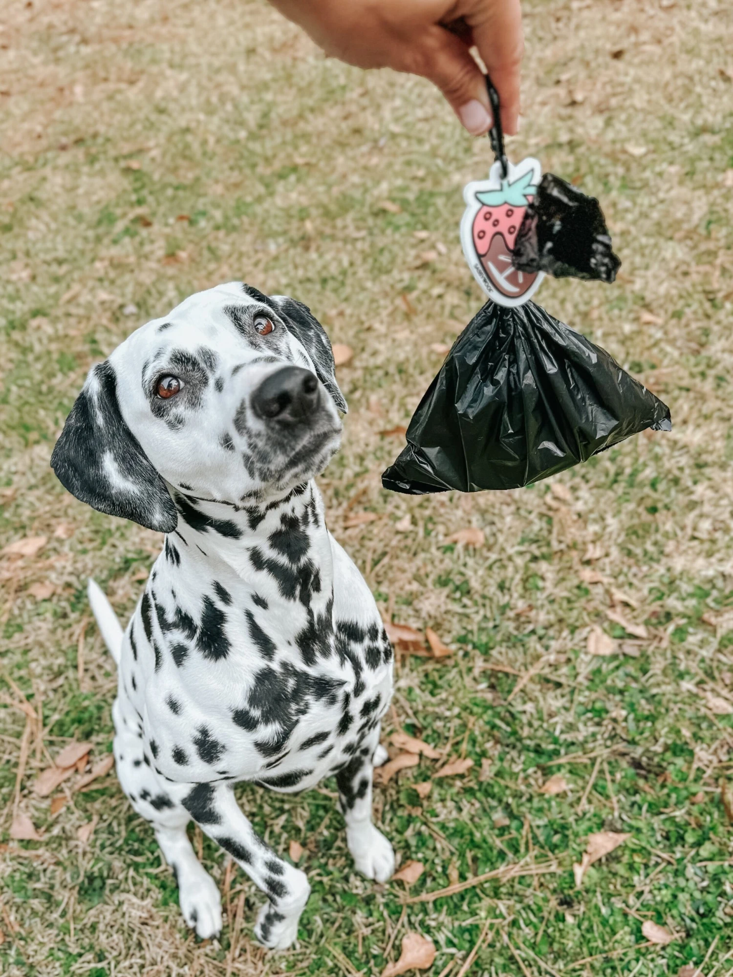 Potty Pal - Chocolate Strawberry 6 Potty Pal - Chocolate Strawberry - Image 4