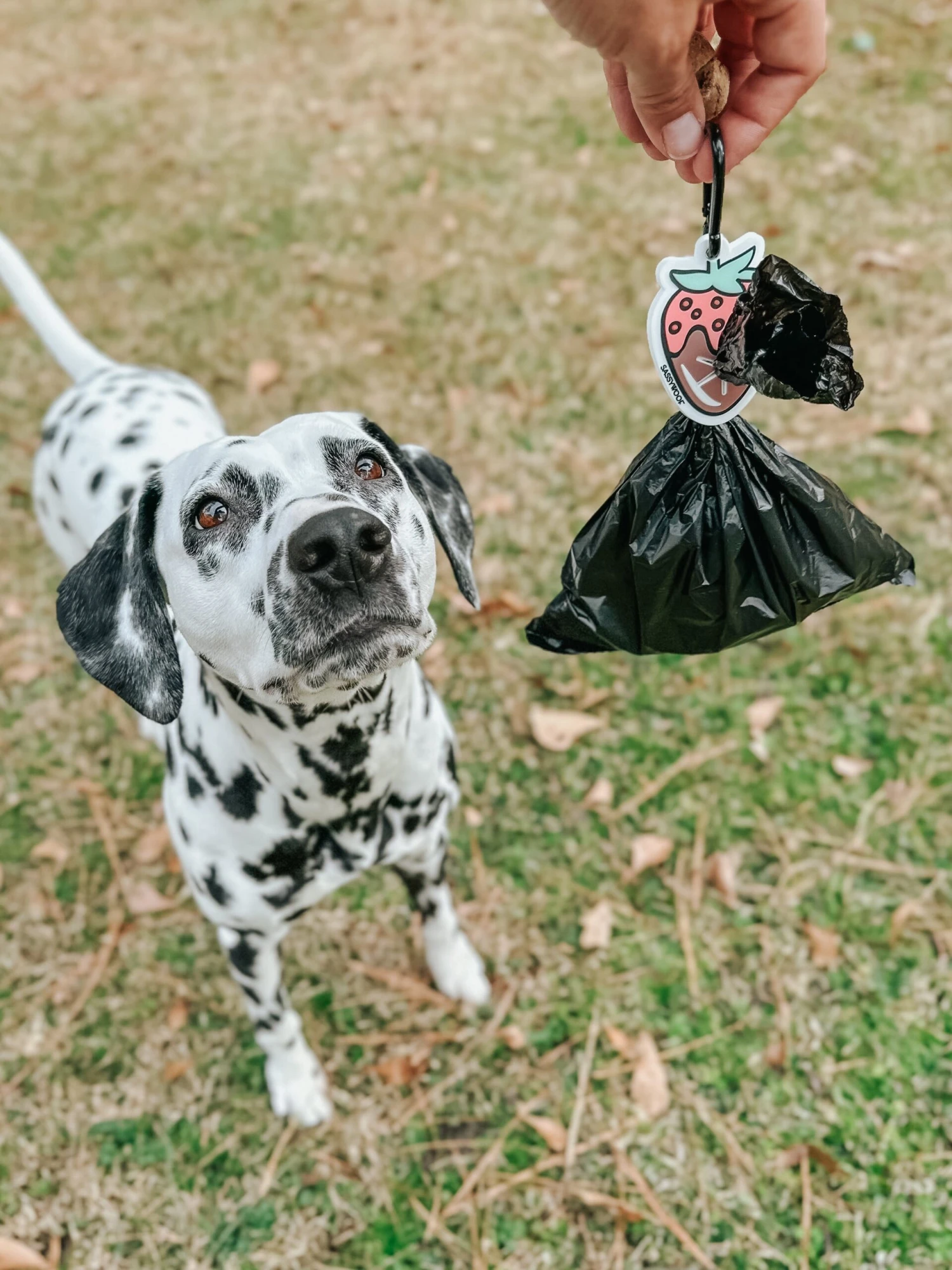 Potty Pal - Chocolate Strawberry 15 Potty Pal - Chocolate Strawberry - Image 13