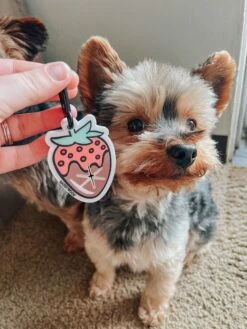 Potty Pal - Chocolate Strawberry 28 Potty Pal - Chocolate Strawberry -Furfinity Cheap Shop AMB23PP YORKIEBROTHERSWINSTON CHARLES 4