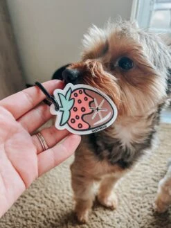 Potty Pal - Chocolate Strawberry 37 Potty Pal - Chocolate Strawberry -Furfinity Cheap Shop AMB23PP YORKIEBROTHERSWINSTON CHARLES 5