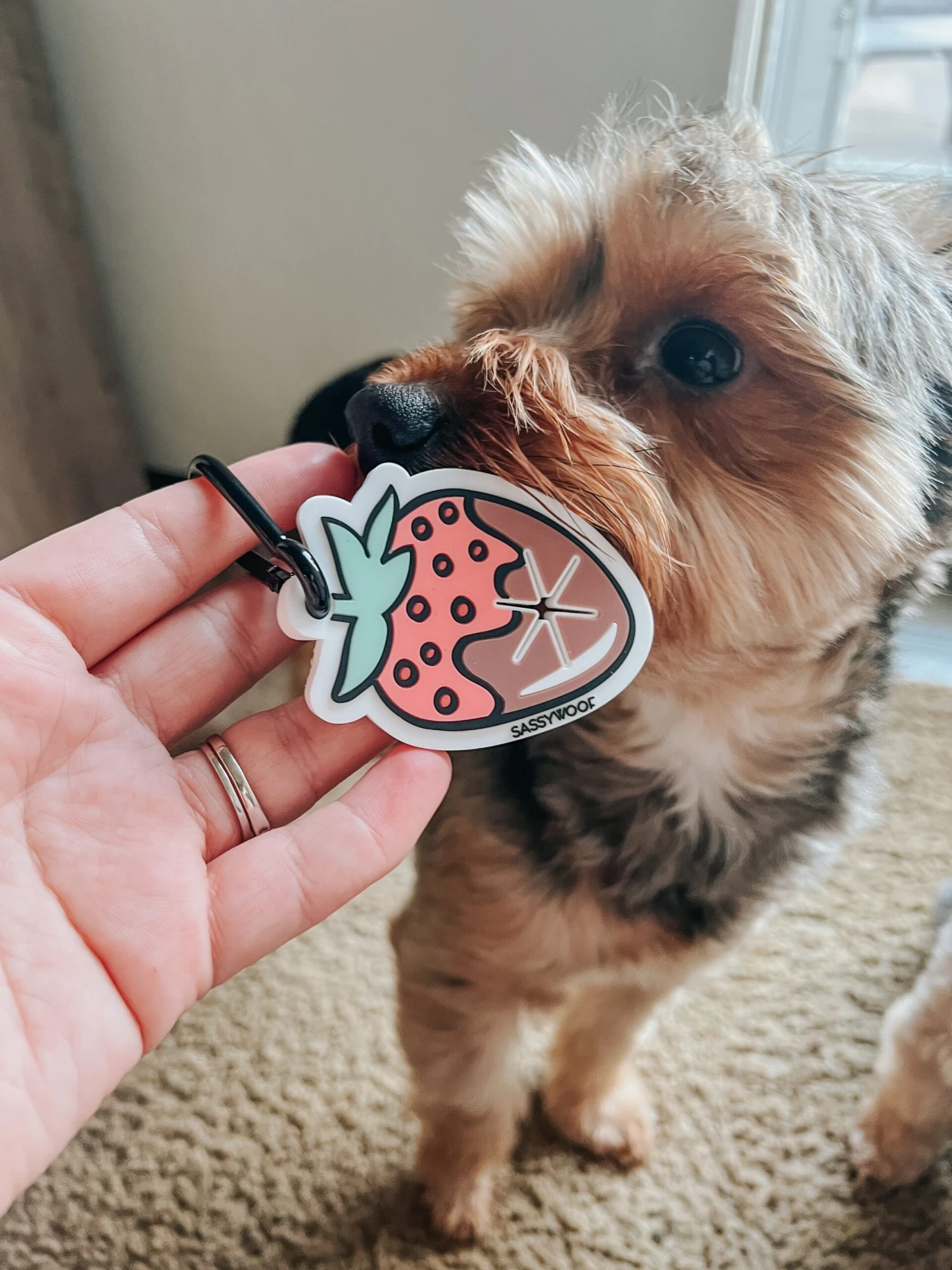 Potty Pal - Chocolate Strawberry 19 Potty Pal - Chocolate Strawberry - Image 17