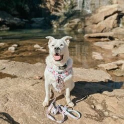 Dog Waste Bag Holder - Sakura 18 Dog Waste Bag Holder - Sakura -Furfinity Cheap Shop AMB23RS CASEYTHEPYRMIX 1 9211b2a7 bdcc 4abd ba68 c83afa87c004