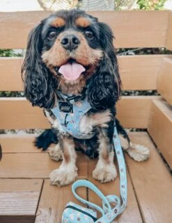 Dog Collar - Sweets & Pawfee -Furfinity Cheap Shop AMB23RS THATDOGBODHI 4 40e57cbe 556e 4aab b991 ebe9b1a96f17