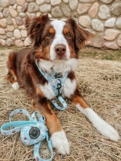 Dog Collar - Sweets & Pawfee -Furfinity Cheap Shop AMB23SP BINGO THEAUSSIE 3